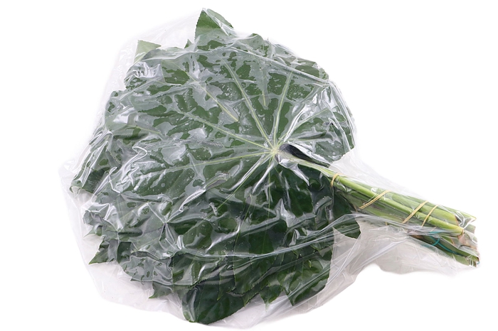 <h4>Aralia Medium Vacuum 40 Cm X5</h4>