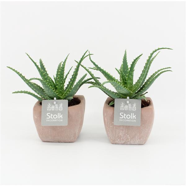 <h4>Aloe Arborescens 10,5 in vierkant terracotta pot</h4>