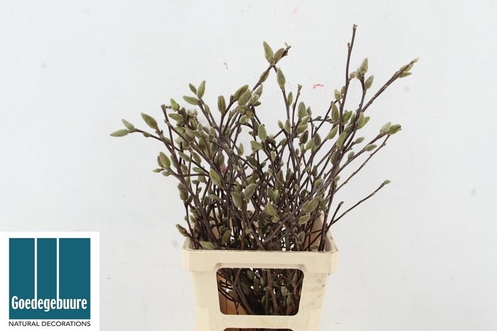 <h4>MAGNOLIA OV</h4>