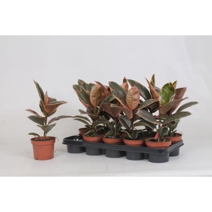 Ficus Belize 12Ø 35cm 1pp
