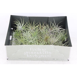 arr3 CP - Till. - Ionantha groen x20