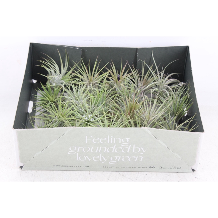 <h4>Arr3 Cp - Till. - Ionantha Groen X20</h4>