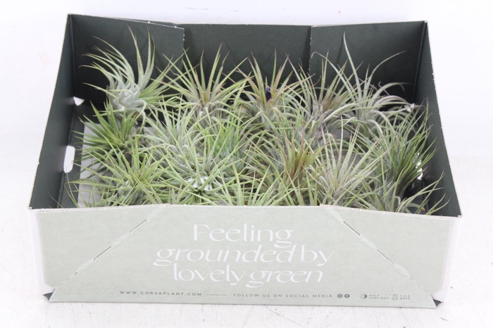 <h4>arr3 CP - Till. - Ionantha groen x20</h4>
