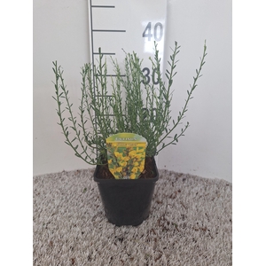 Cytisus beanii 'Osiris'