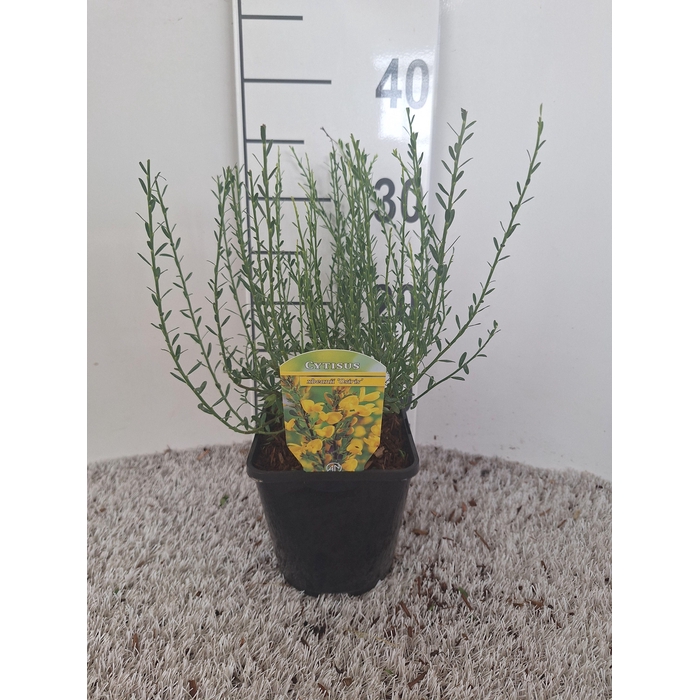 <h4>Cytisus beanii 'Osiris'</h4>