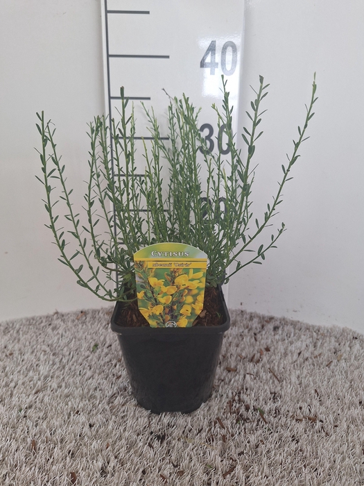 Cytisus beanii 'Osiris'