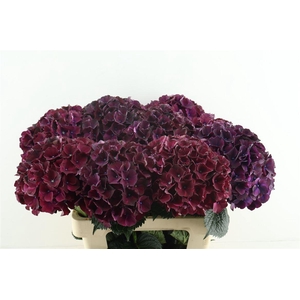 Hydr M Dark Ruby 60-18