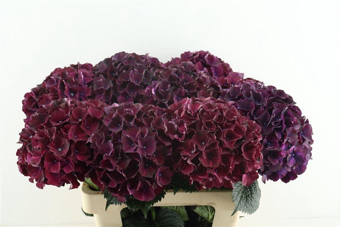 <h4>Hydr M Dark Ruby 60-18</h4>