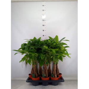 Pachira aquatica