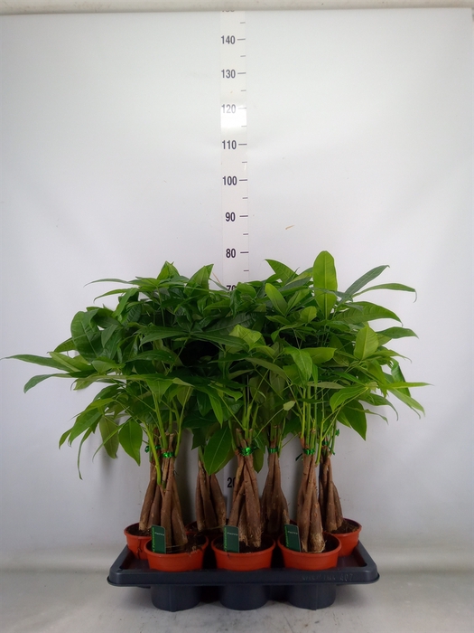 <h4>Pachira aquatica</h4>