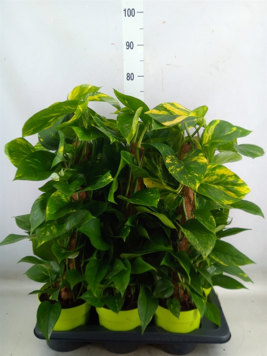 <h4>Epipremnum pinn.   ...moss stick</h4>