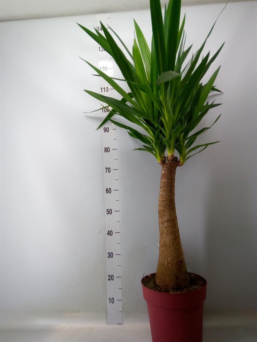 <h4>Yucca elephantipes   ...</h4>