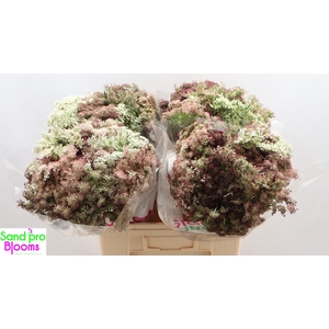 DAUCUS CAROTA DARA