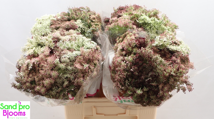 <h4>DAUCUS CAROTA DARA</h4>