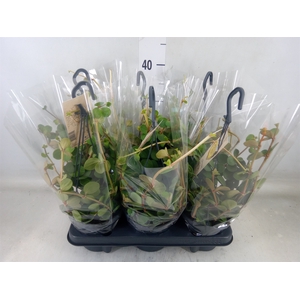 Peperomia tetraphylla 'Hope'