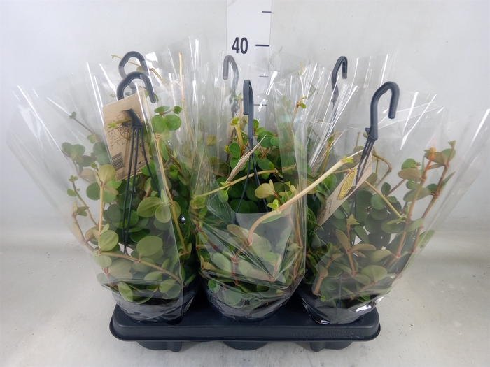 <h4>Peperomia tetraphylla 'Hope'</h4>