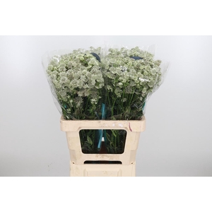 Astrantia Wit Billion Stars