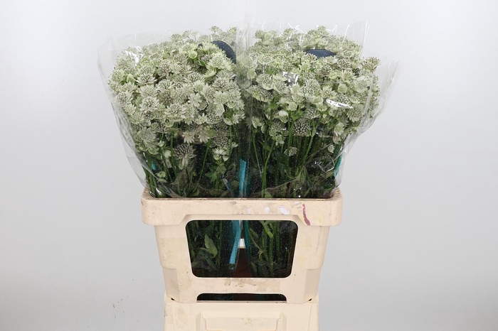 <h4>Astrantia Wit Billion Stars</h4>