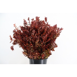 DECORGROEN KLB BS H%