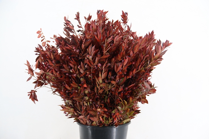 <h4>DECORGROEN KLB BS H%</h4>