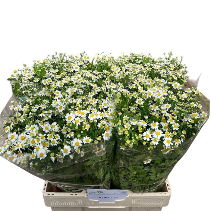 <h4>Tana Pa Cameron</h4>