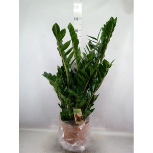 Zamioculcas zamiifolia