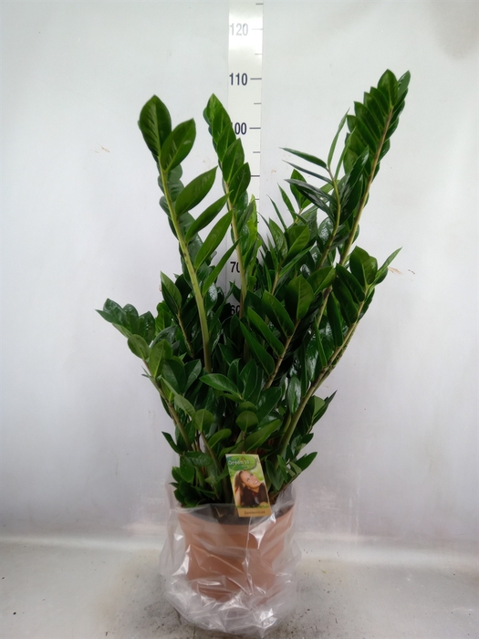 Zamioculcas zamiifolia