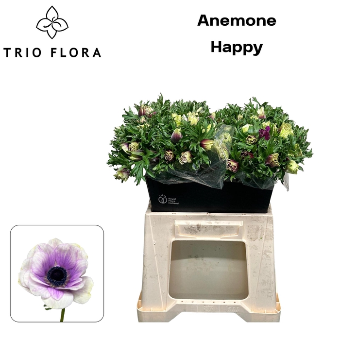 <h4>ANEM CO HAPPY 893</h4>