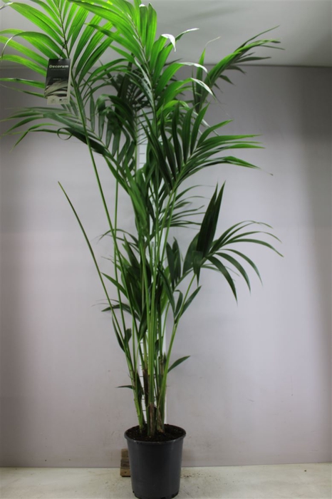Howea Forsteriana 180cm (kentia)