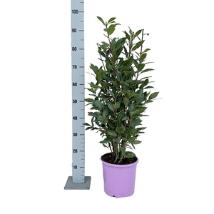 LAU NOBILIS