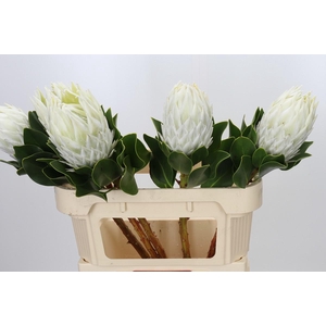 Protea Cyn. Ayoba Arctic Ice