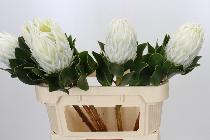 <h4>Protea Cyn. Ayoba Arctic Ice</h4>