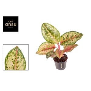 Aglaonema Carnival Queen