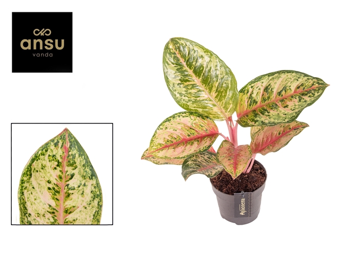 <h4>Aglaonema Carnival Queen</h4>