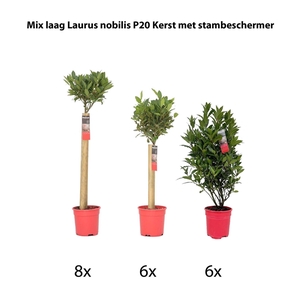 Mix laag Laurus nobilis P20 kerst met stambeschermer