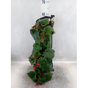 Begonia tuber.   ...