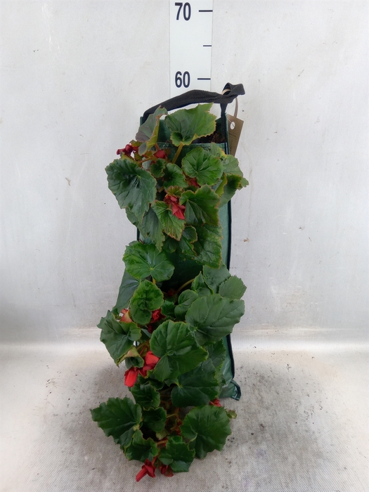<h4>Begonia tuber.   ...</h4>