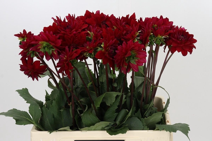 <h4>Dahlia Menorca</h4>