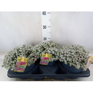 Sedum spathulifolium 'Cape Blanco'