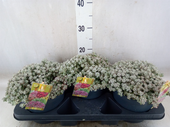 <h4>Sedum spathulifolium 'Cape Blanco'</h4>