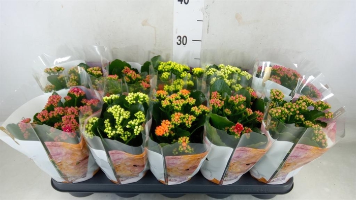 <h4>Kalanchoe blos. 'RoyalDon' ..mix</h4>