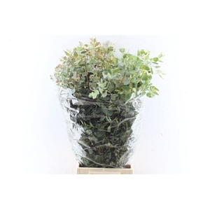 Euca Gunnii 200 Gram
