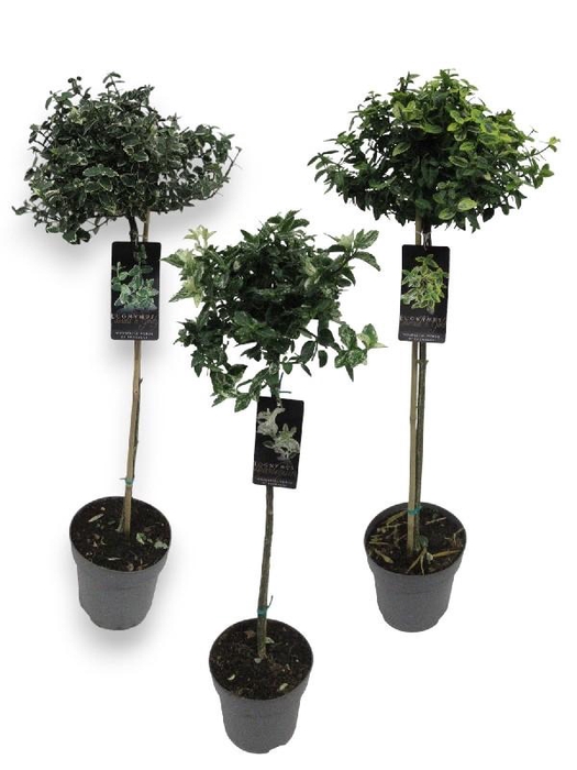Euonymus Fortunei stam