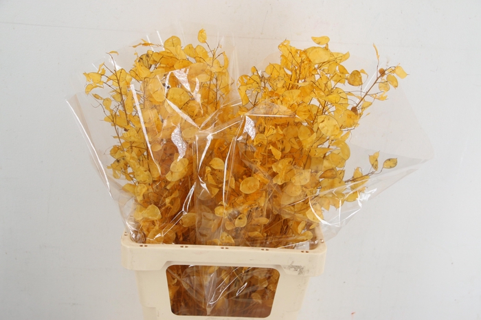 <h4>DF Lunaria silverleaf Bs Apricot</h4>