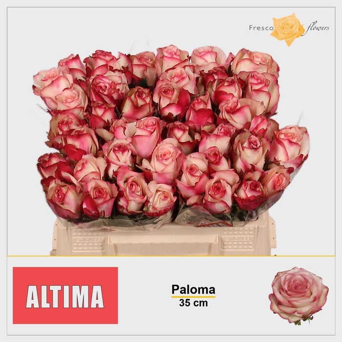 <h4>R GR PALOMA</h4>