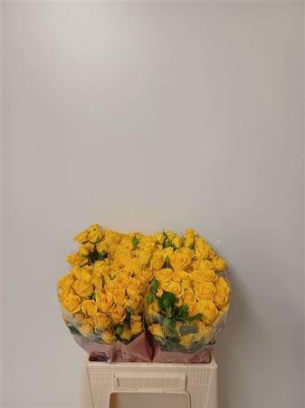 <h4>R Tr Marisa</h4>