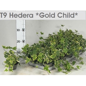 HED HE GOLDCHILD
