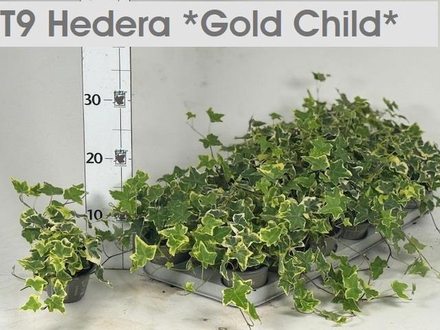 <h4>HED HE GOLDCHILD</h4>