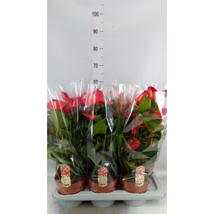 Anthurium andr. 'Tremendo'