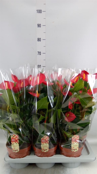 <h4>Anthurium andr. 'Tremendo'</h4>